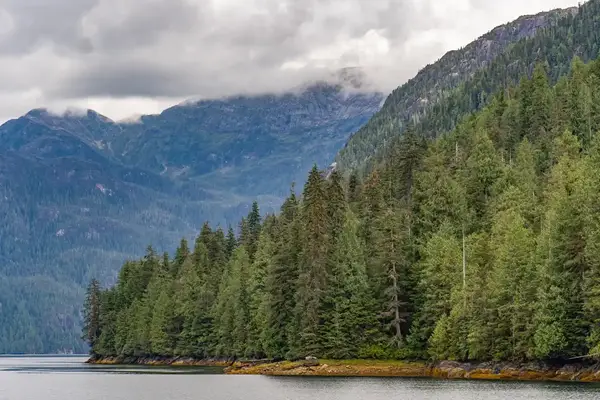 Forest beside a body of water with cloudy mountains in the background