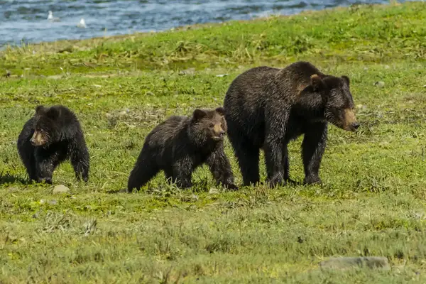 Three wild bears walking on grassy terrain near a river
