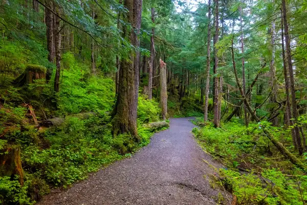 A forest path surrounded by trees and greenery