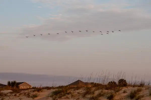 Pelicans over sand dunes at Isle of Palms, South Carolina, at dawn