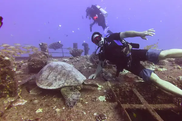 Scuba divers in Belize swimming by a sea turtle