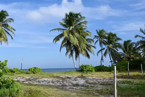 View of palm trees and vegetation by the sea in Belize