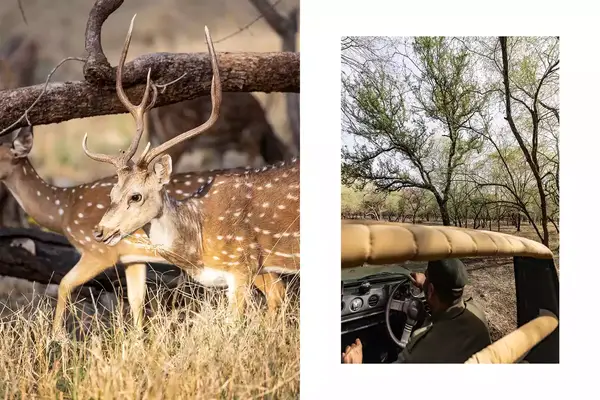 Pair of photos from Ranthambore National Park, one showing deer, and one showing a safari car