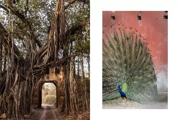 Pair of photos from Ranthambore National Park, one showing a pathway through a tree, and one showing a peacock