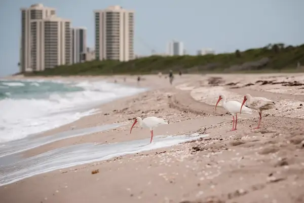 Birds on the beach at John D Macarthur State Park in North Palm Beach