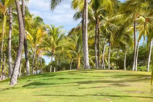 A grove of Palm tree in Kapolei, Hawaii.