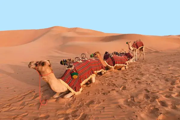 Wide image with camel caravan in the desert of Abu Dhabi. Saddled camels waiting for camel ride.