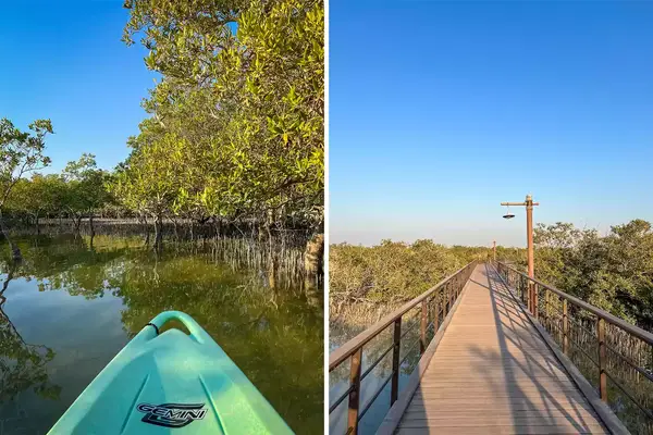 Landscape views of mangroves