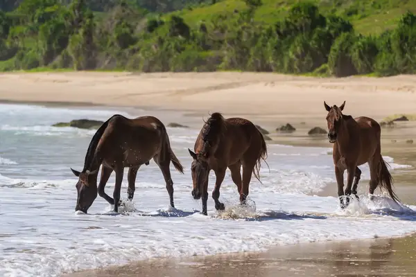 Three horses standing in shallow water on a beach