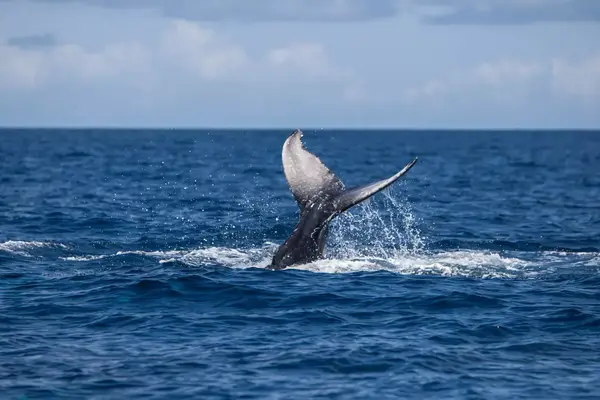 Humpback Whale Tail out of the water off the coast of Turks and Caicos