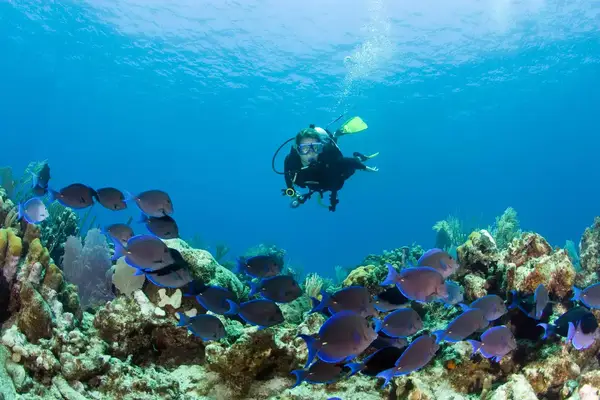 Scuba diver off Grand Turk Island, Turks and Caicos