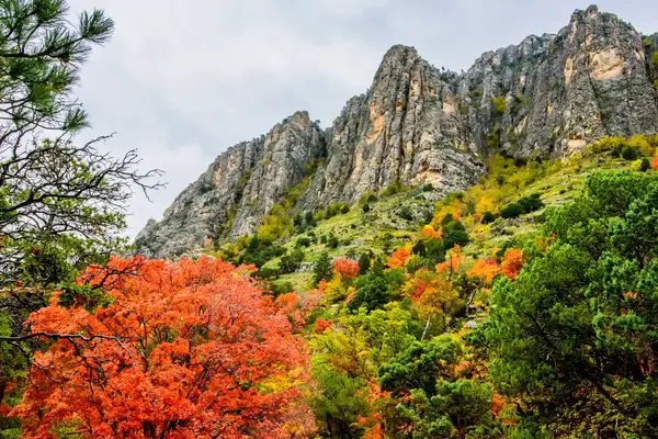 Scenic view of Guadalupe Mountains National Park with trees and rock formations
