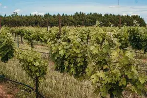Grape vines growing in rows at a vineyard with a treeline in the background