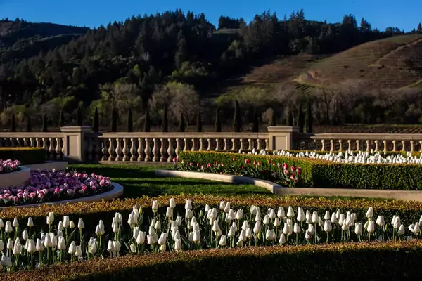 The tulip gardens at Ferrari-Carano Vineyards & Winery are in full bloom as viewed on March 22, 2022, near Healdsburg, California