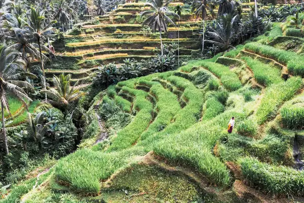 Woman walking through Bali