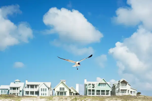 Single seagull in mid-air in front of beach houses on Texas coast.