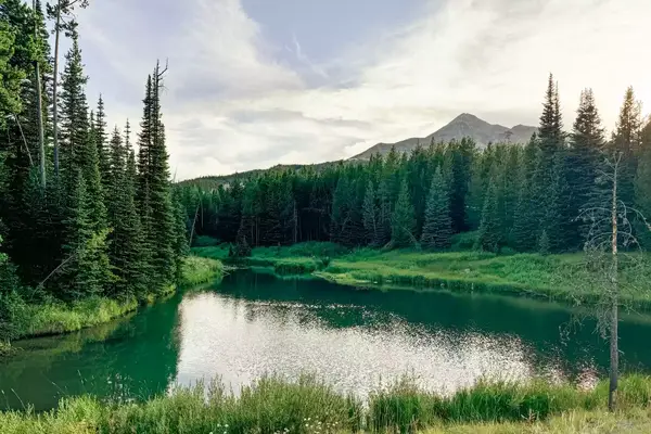 A green forest near mountains