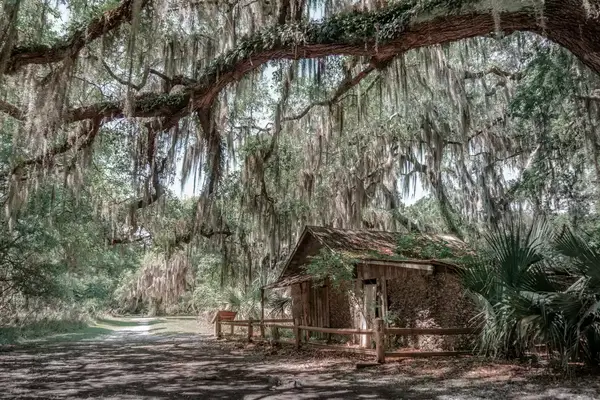 Mossy trees over small wooden building