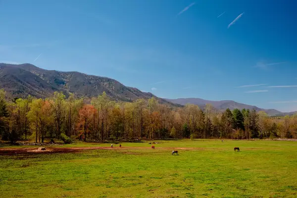 Fall folliage around mountains with horses in a pasture