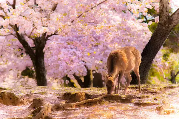 Deer in Nara, Japan 