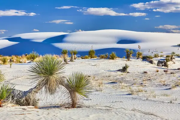 White sand dunes with sparse vegetation and a clear blue sky at White Sands National Park