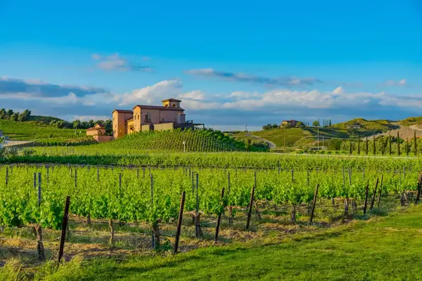 green vineyard with a yellow stone house in the distance