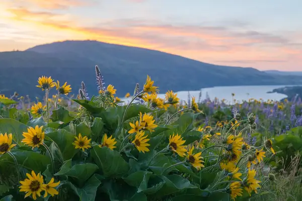 A scenic view of wildflowers in a field with hills and river in the background at sunset