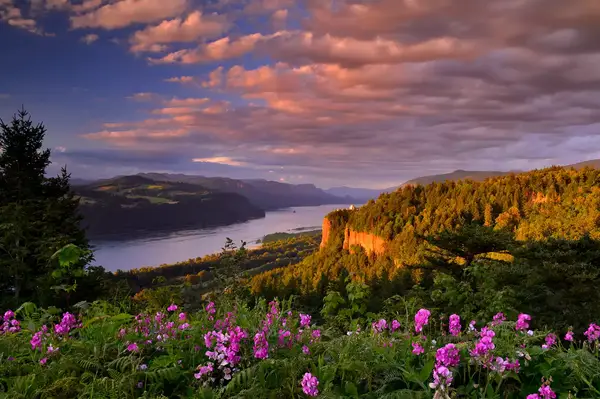 View of Columbia River Gorge with wildflowers in the foreground