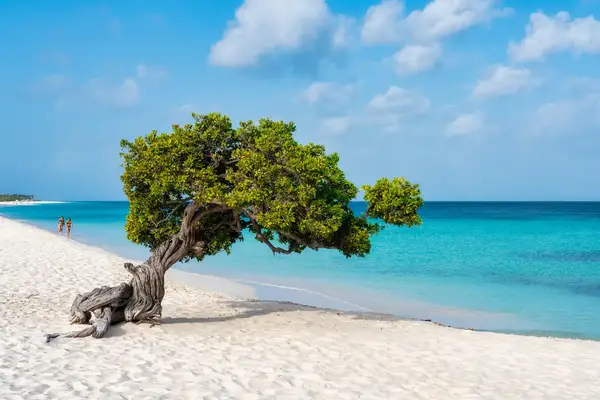 A dividivi tree on a sandy beach with turquoise water