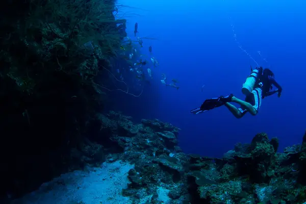 Diver at Northwest Point Wall of Providenciales, TCI