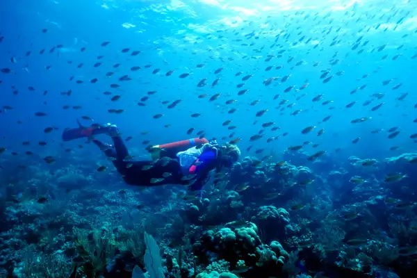 Woman scuba diver cruising along a shallow reef teaming with brown chromis in St. Vincent and the Grenadines