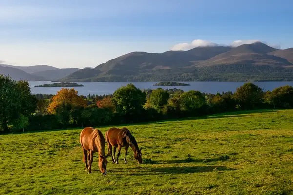 Two horses grazing on grass in a green field with a view of a lake and mountains in the background