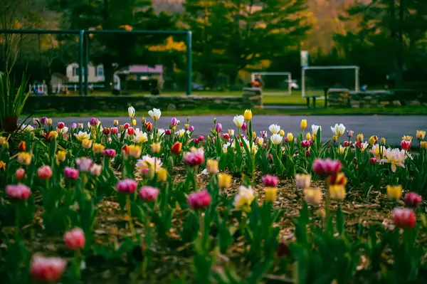 tulips in Grovemont Park in North Carolina 