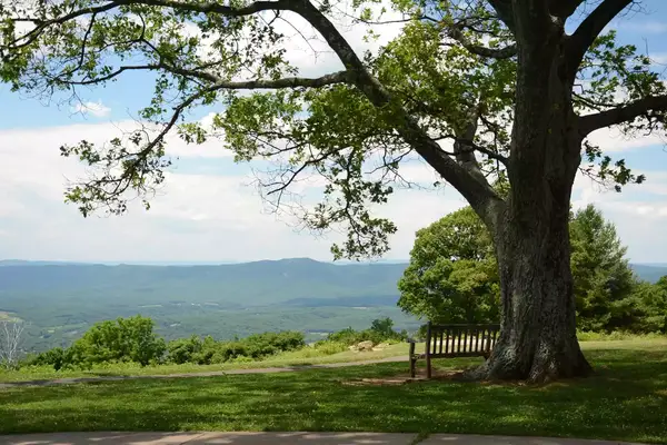 A bench under a tree on top of a hill with a mountain view