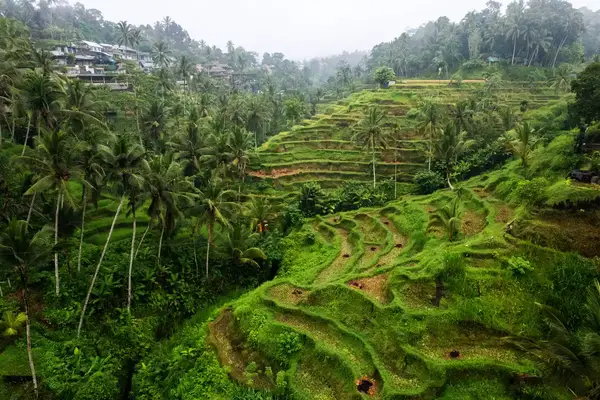 Bali rice fields