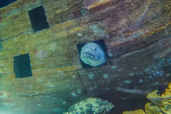 Picture shows an hidden fish in an shipwreck off the coast of Anguilla