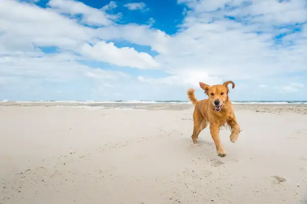 Golden retriever dog playing on the beach in Duck, NC.