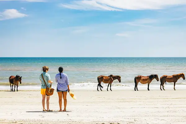 Couple admiring a harem of wild horses gathered near shoreline on Corolla Beach. The Wild Spanish Mustangs are unique to Corolla and were originally brought to NC in the 1500s on Spanish ships.