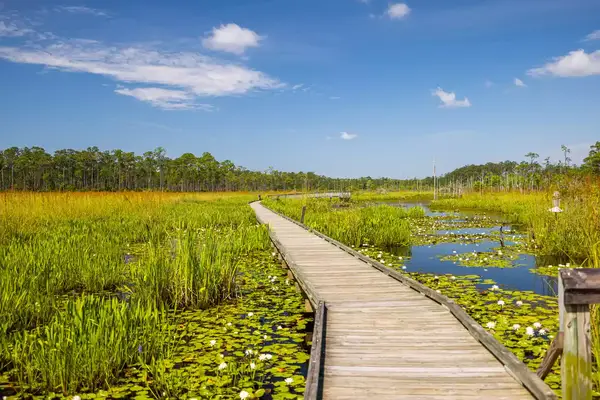 A boardwalk at Big Branch Marsh National Wildlife Refuge