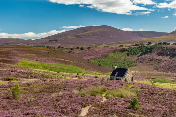 A lone house in a hilly landscape covered in purple heather in Cairngorms National Park