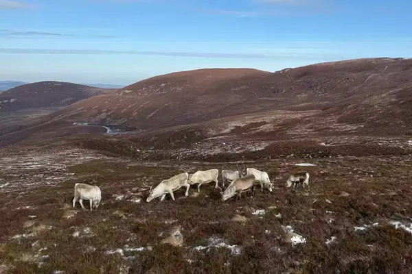 A herd of reindeer grazing on a hillside in a vast, open landscape
