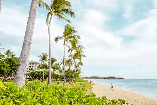 A beach on Maui lined with palm trees
