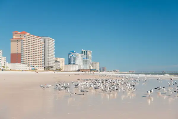 Seagulls on the beach 