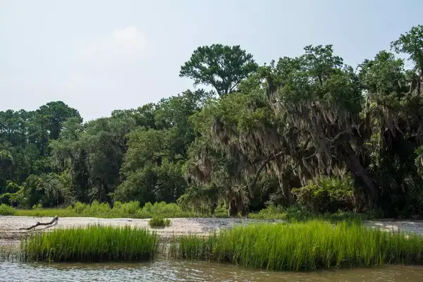 Live Oaks and Palm Trees with Spanish Moss and Dirt Roads of Daufuskie Island SC