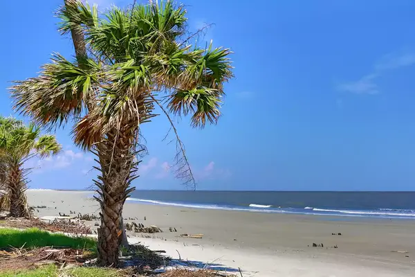 A plam tree on a beach