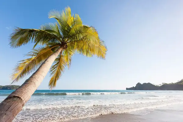 Beautiful Tamarindo Beach with Palm Tree in late afternoon light. Tamarindo Beach, Guanacaste, Costa Rica, Central America
