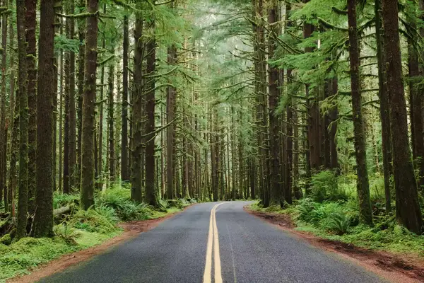 A paved road running through a forest of tall trees in Olympic National Park