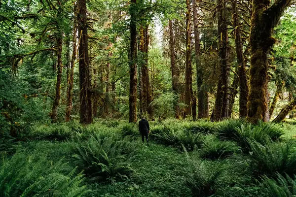 A person walking through a dense forest with tall trees and abundant ferns, Hoh Rain Forest, Olympic National Park