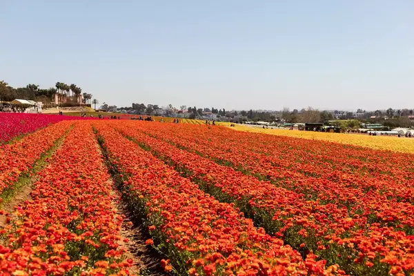 Large flower field in Carlsbad