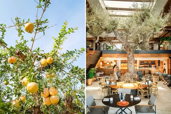 Pair of photos from the Six Senses Ibiza, including pomegranates growing on a tree, and a restaurant built around a tree